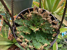 Load image into Gallery viewer, Rose of Jericho (Large)