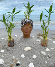Load image into Gallery viewer, Lucky Bamboo Plant