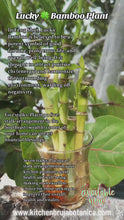 Load and play video in Gallery viewer, Lucky Bamboo Plant