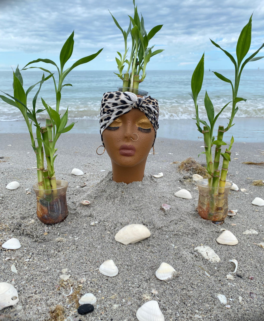 Lucky Bamboo Plant